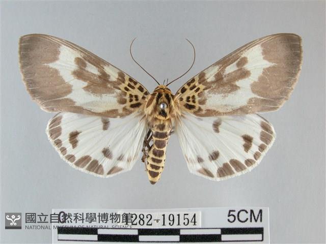 扭擬燈蛾藏品圖，第1張