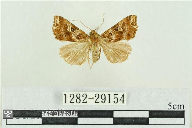 弧角散紋夜蛾藏品圖，第1張