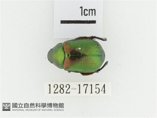 艷金龜藏品圖，第1張