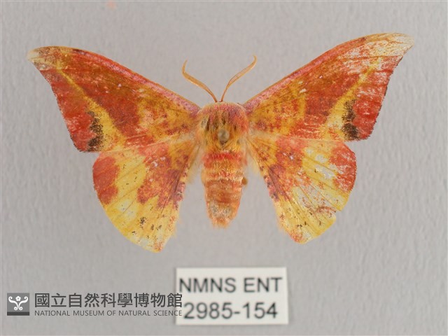 鉛斑帶鉤蛾藏品圖，第1張