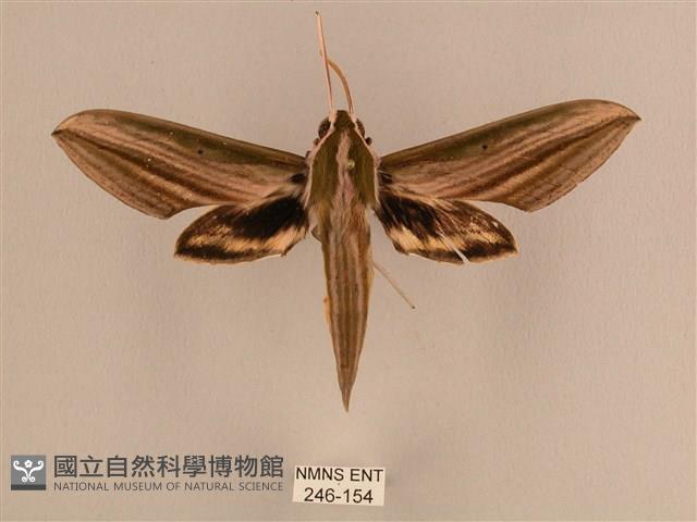 棕綠背線天蛾藏品圖，第1張