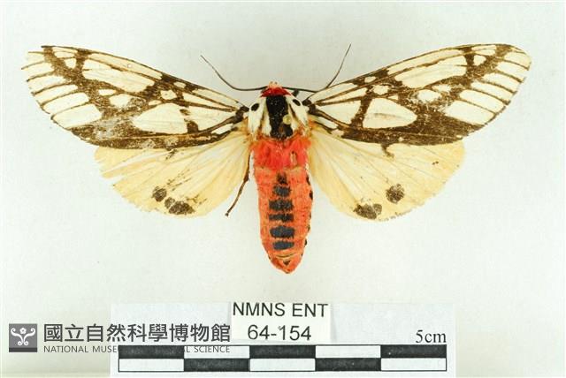 乳白斑燈蛾藏品圖，第1張