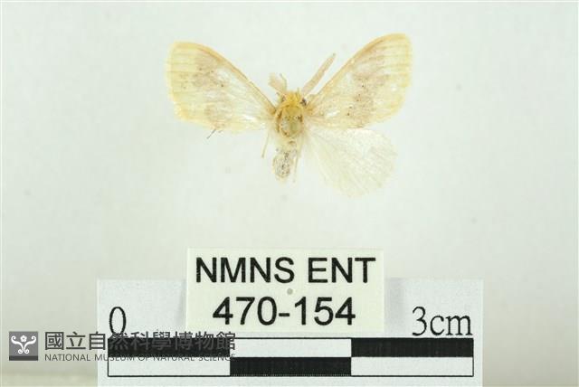 寬紋黃毒蛾藏品圖，第1張