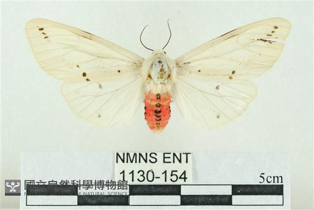 菊池污燈蛾藏品圖，第1張