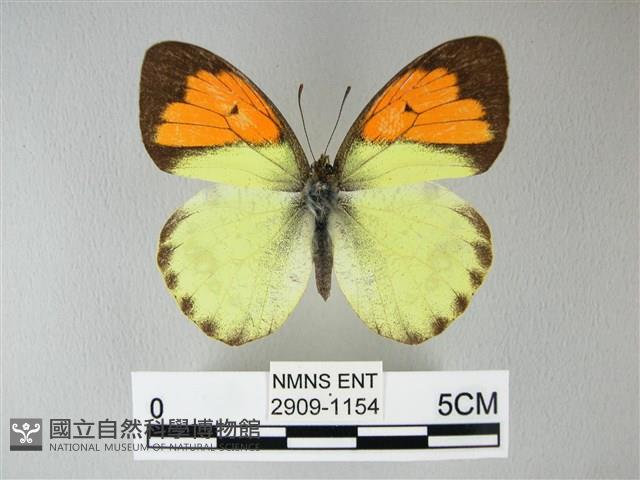 異粉蝶、雌白黃蝶藏品圖，第1張