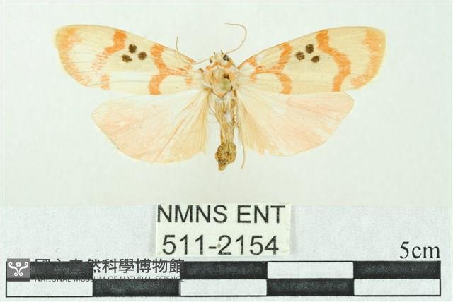 臺雪苔蛾藏品圖，第1張