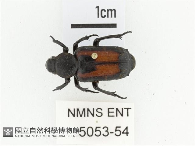 臺灣跗花金龜藏品圖，第1張