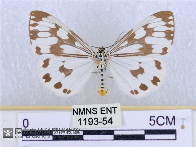 粉蝶燈蛾藏品圖，第1張