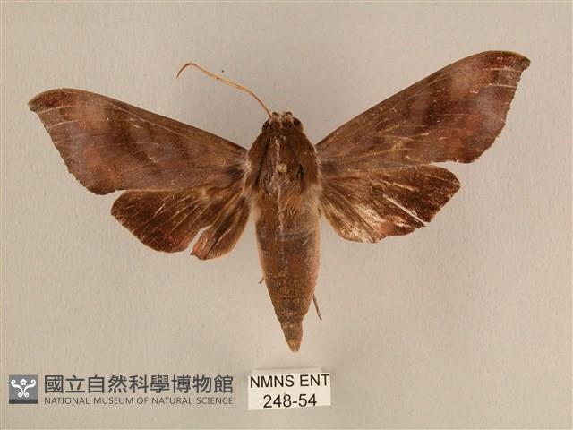 背中白天蛾藏品圖，第1張