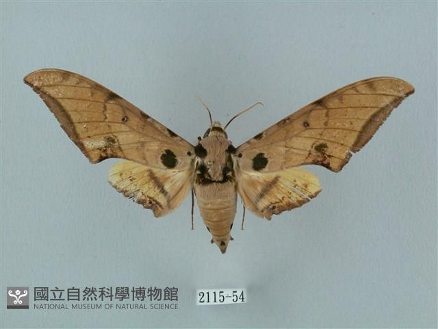 裂斑鷹翅天蛾藏品圖，第1張