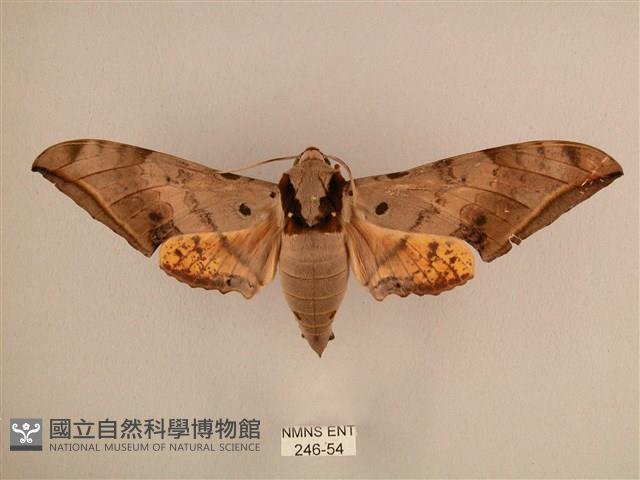 臺灣鷹翅天蛾藏品圖，第1張