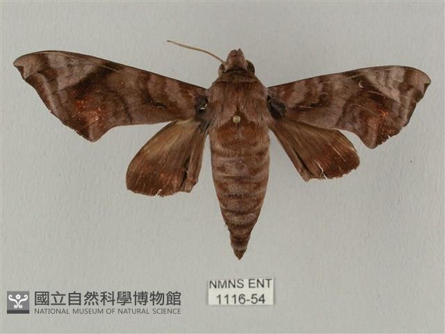 半緣缺角天蛾藏品圖，第1張