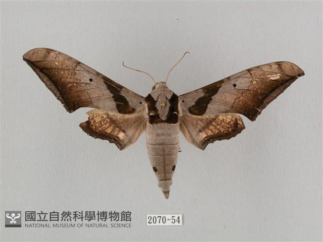 黑帶鷹翅天蛾藏品圖，第1張