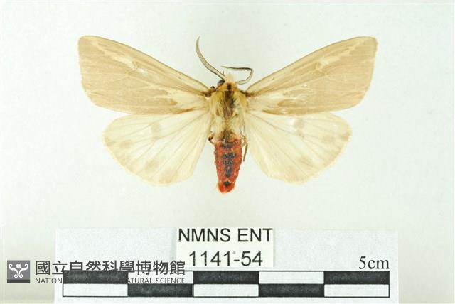 赭新污燈蛾藏品圖，第1張