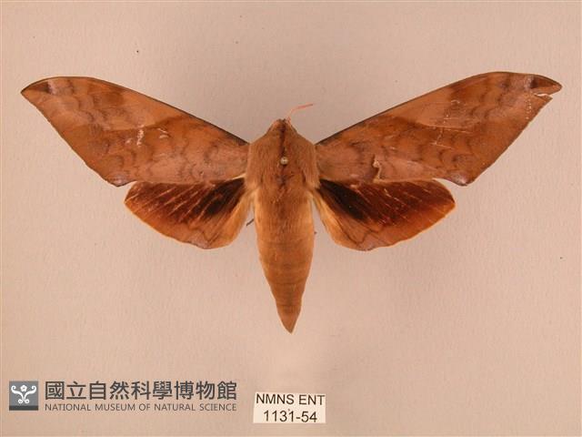 波紋豆天蛾藏品圖，第1張