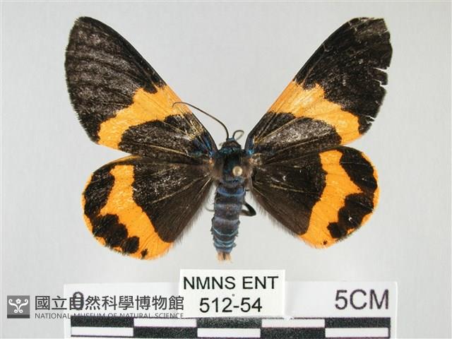 橙帶藍尺蛾藏品圖，第1張