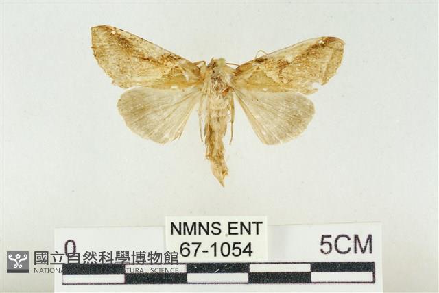 印華波紋蛾藏品圖，第1張