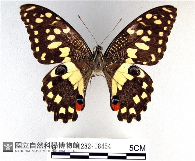 花鳳蝶、無尾鳳蝶藏品圖，第1張