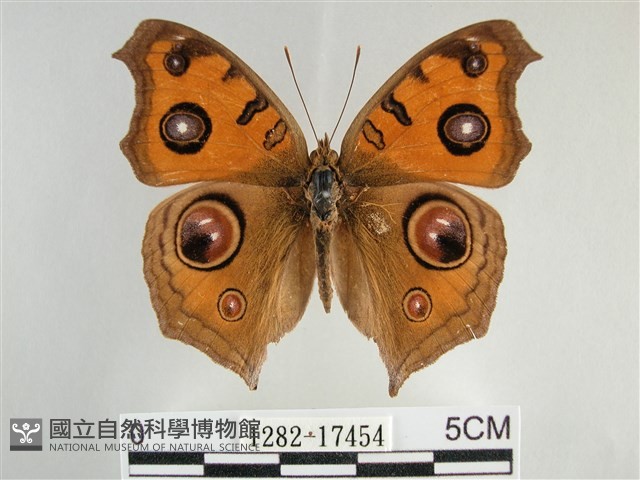 眼蛺蝶、孔雀蛺蝶藏品圖，第1張