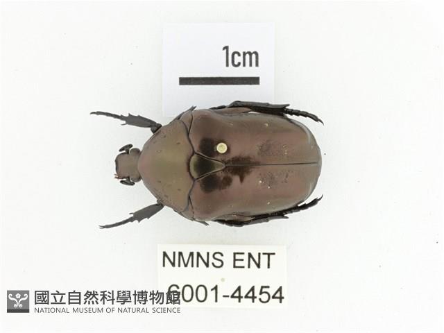 銅艷白點花金龜藏品圖，第1張