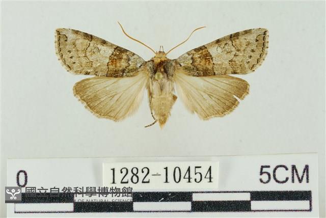帶波紋蛾藏品圖，第1張