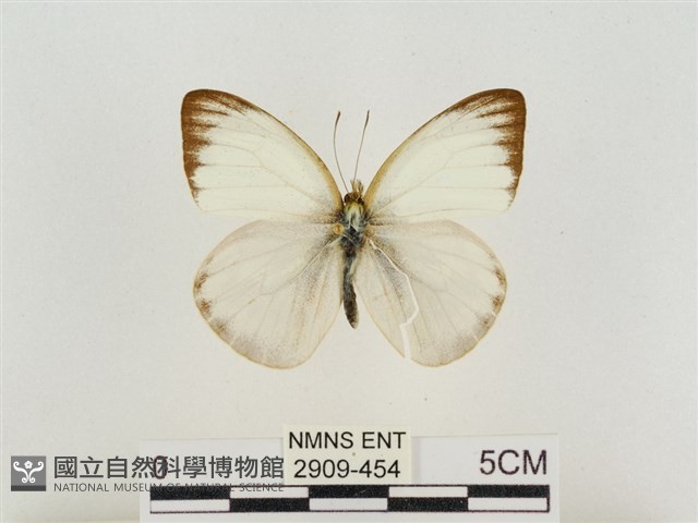 淡褐脈粉蝶藏品圖，第1張