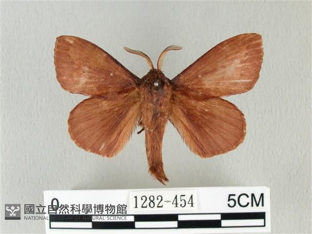 馬尾松枯葉蛾藏品圖，第1張