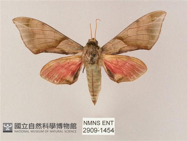 榆綠天蛾藏品圖，第1張