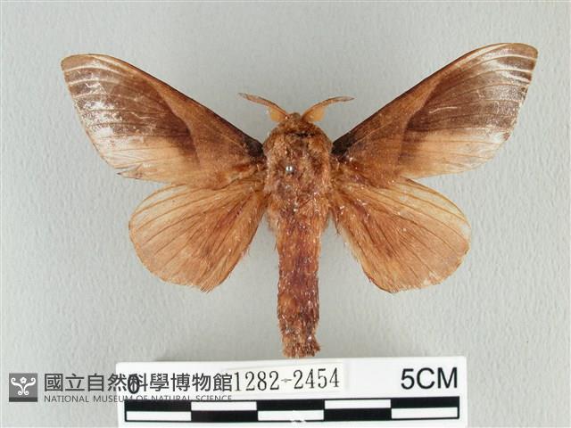 大褐斑枯葉蛾藏品圖，第1張