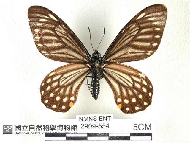 黃星斑鳳蝶藏品圖，第1張