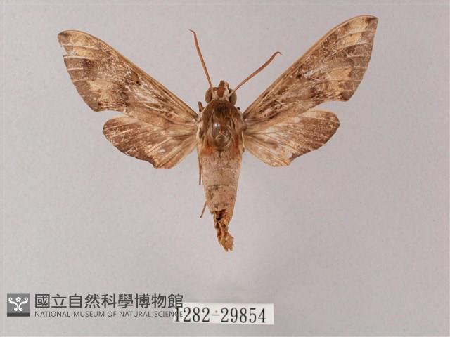 雙斑白肩天蛾藏品圖，第1張