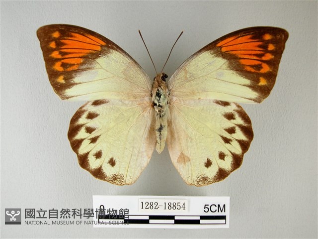 橙端粉蝶、端紅蝶藏品圖，第1張