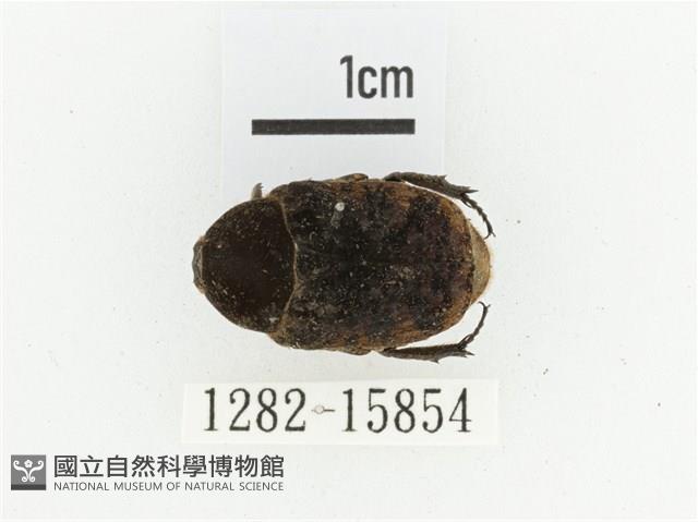 橙斑花金龜藏品圖，第1張