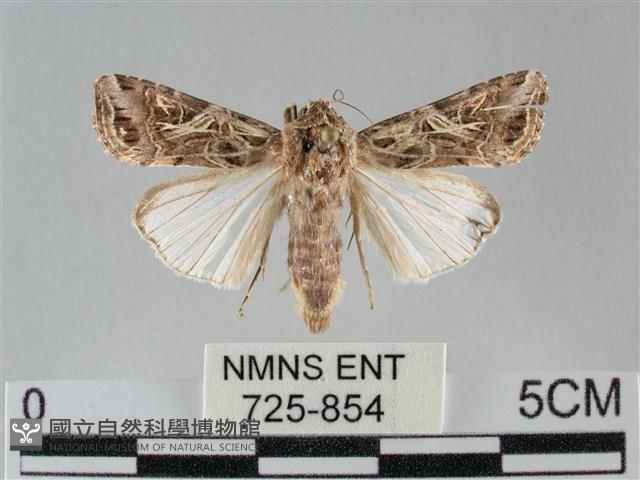 斜紋夜盜蛾藏品圖，第1張