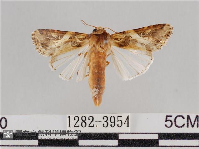 斜紋夜盜蛾藏品圖，第1張