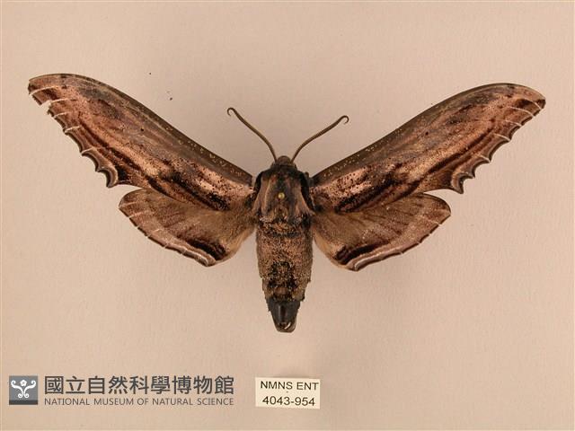 臺灣鋸翅天蛾藏品圖，第1張