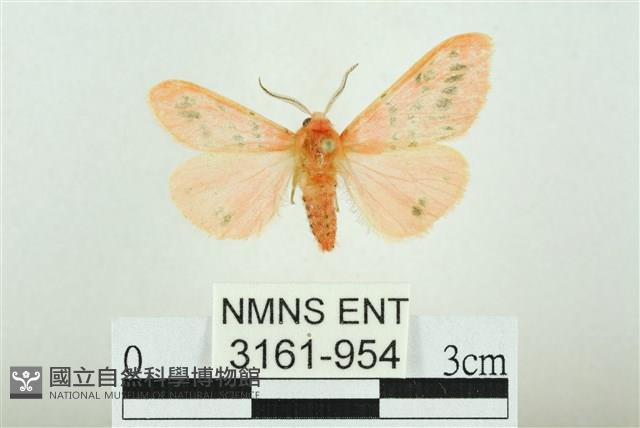 三條橙燈蛾藏品圖，第1張