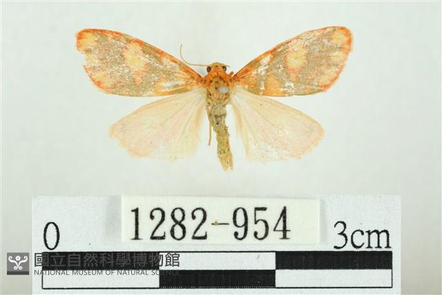 三色豔苔蛾藏品圖，第1張