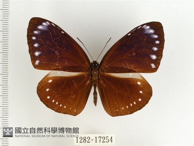 小紫斑蝶藏品圖，第1張