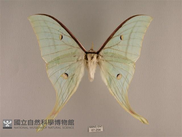 長尾水青蛾藏品圖，第1張