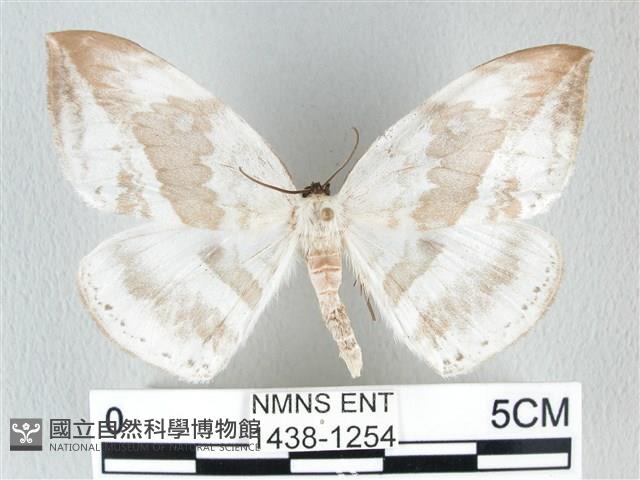 圓翅大鉤蛾藏品圖，第1張