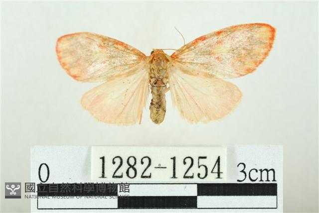 三色豔苔蛾藏品圖，第1張