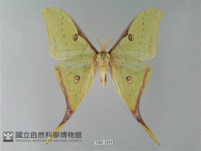 臺灣長尾水青蛾藏品圖，第1張