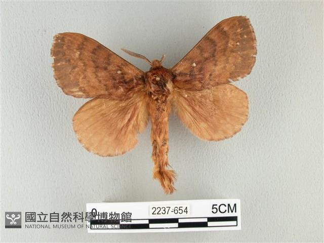 波紋枯葉蛾藏品圖，第1張