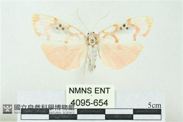 臺雪苔蛾藏品圖，第1張