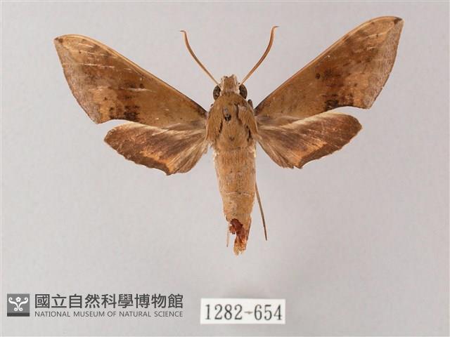 臺灣白肩天蛾藏品圖，第1張