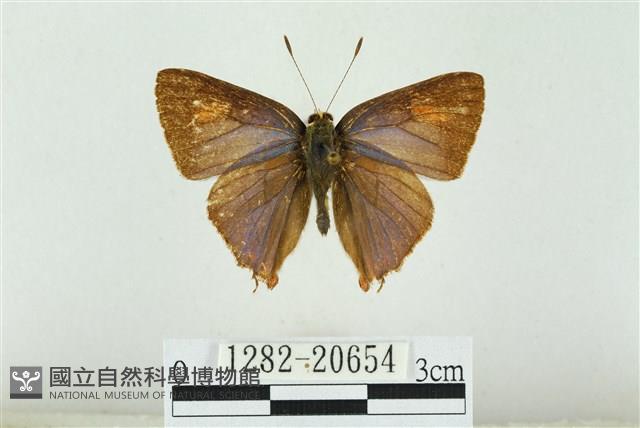 霓彩燕灰蝶藏品圖，第1張