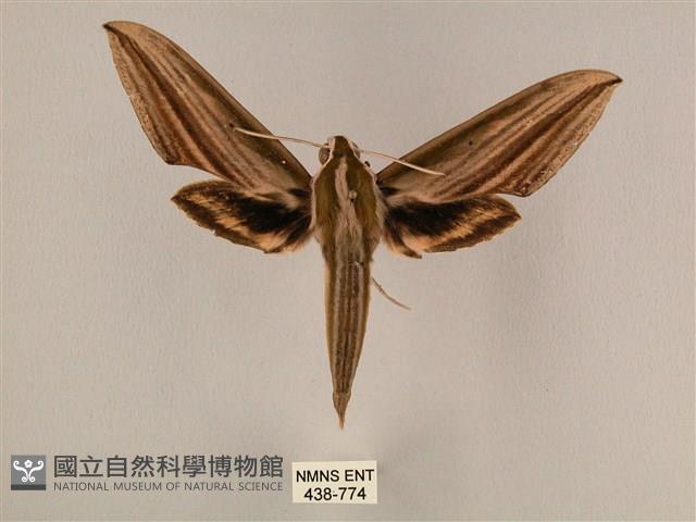 棕綠背線天蛾藏品圖，第1張
