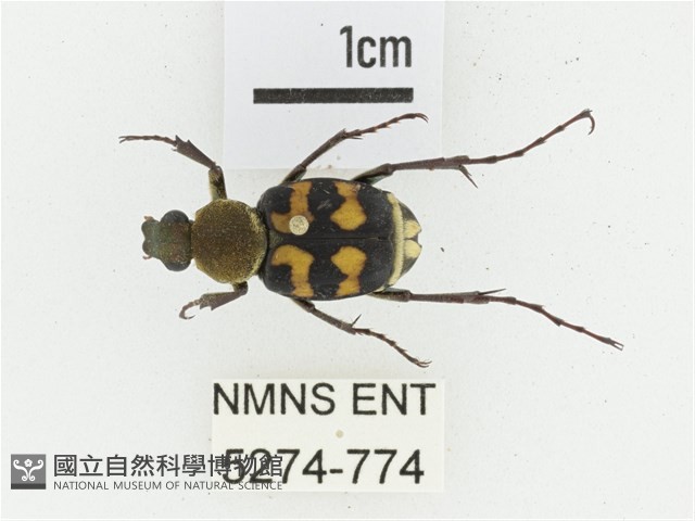 黃肩長腳花金龜藏品圖，第1張