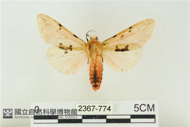 棍棒污燈蛾藏品圖，第1張